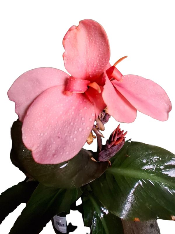 Canna x Generalis Cannova "Cannova Bronze Peach 4Liter