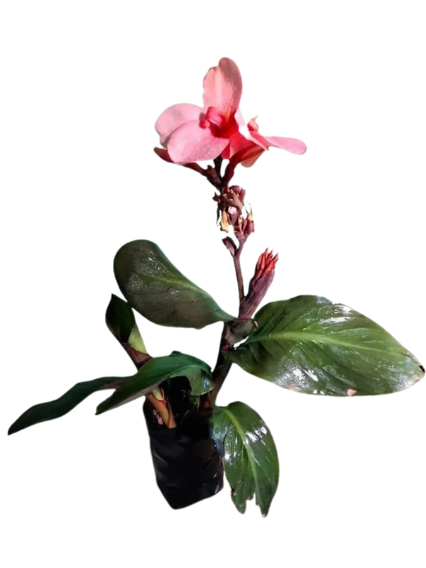 Canna x Generalis Cannova "Cannova Bronze Peach 4Liter Canna x Generalis Cannova "Cannova Bronze Peach 4Liter