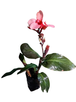Canna x Generalis Cannova "Cannova Bronze Peach 4Liter Canna x Generalis Cannova "Cannova Bronze Peach 4Liter