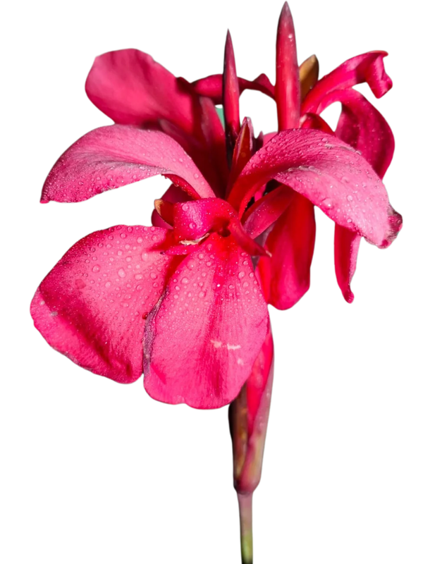 Canna x Generalis Cannova "Canna General Rose" 4Liter