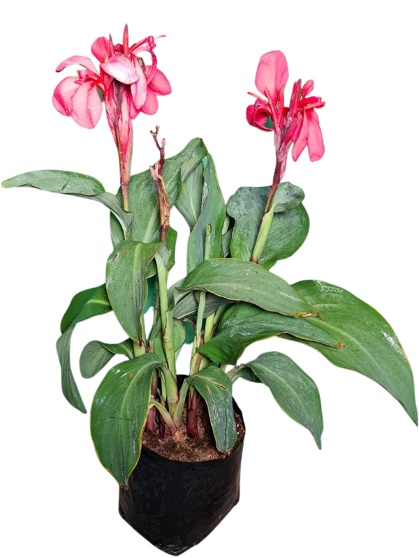 Canna x Generalis Cannova "Canna General Rose" 4Liter Canna x Generalis Cannova "Canna General Rose" 4Liter