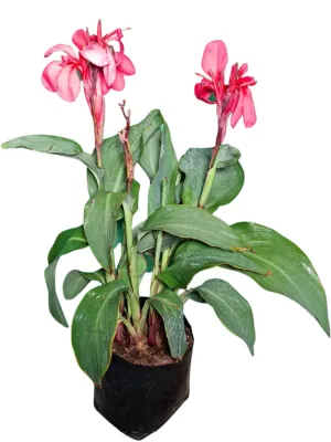 Canna x Generalis Cannova "Canna General Rose" 4Liter Canna x Generalis Cannova "Canna General Rose" 4Liter