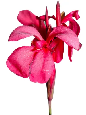 Canna x Generalis Cannova "Canna General Rose" 4Liter