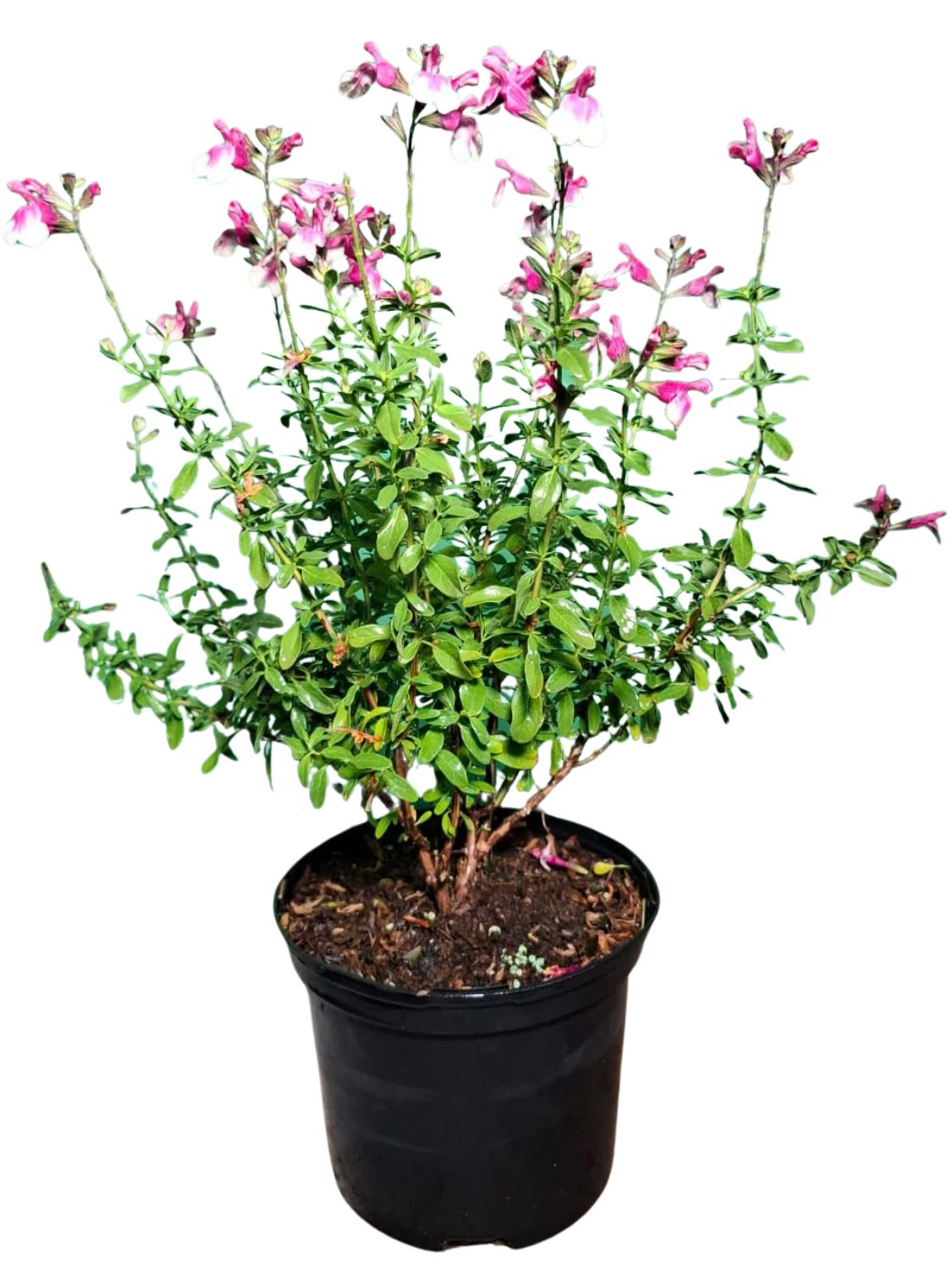 Salvia Greggi "Salvia Mirage Rose Bicolor" 17cmPot Salvia Greggi "Salvia Mirage Rose Bicolor" 17cmPot