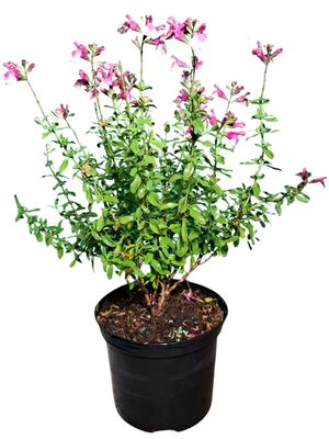 Salvia Greggi "Salvia Mirage Rose Bicolor" 17cmPot Salvia Greggi "Salvia Mirage Rose Bicolor" 17cmPot