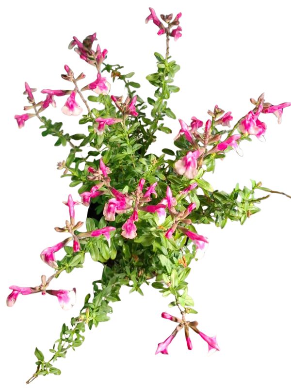 Salvia Greggi "Salvia Mirage Rose Bicolor" 17cmPot