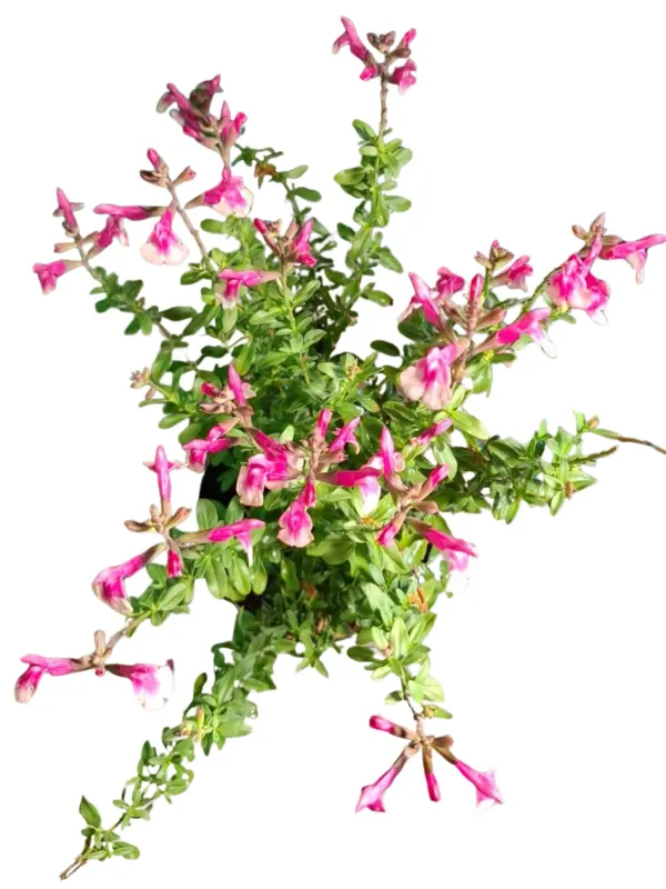 Salvia Greggi "Salvia Mirage Rose Bicolor" 17cmPot