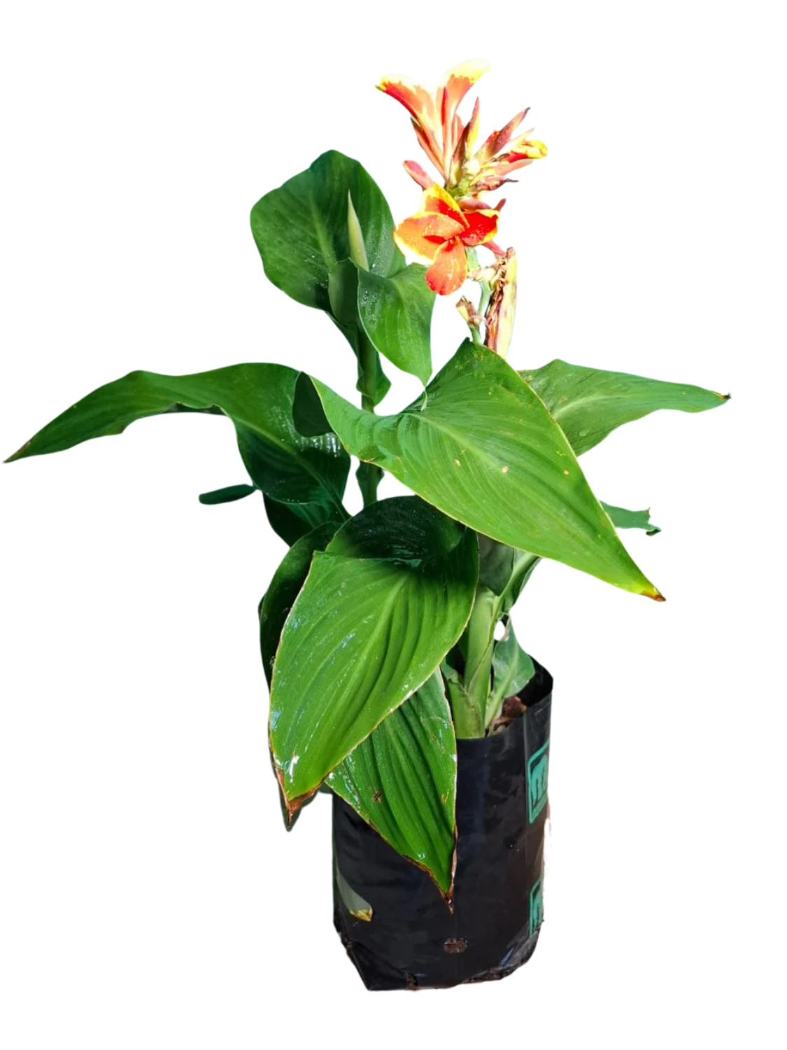 Canna x Generalis Cannova "Canna Red Gold Flame" 4Liter Canna x Generalis Cannova "Canna Red Gold Flame" 4Liter