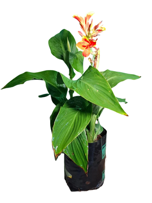 Canna x Generalis Cannova "Canna Red Gold Flame" 4Liter Canna x Generalis Cannova "Canna Red Gold Flame" 4Liter