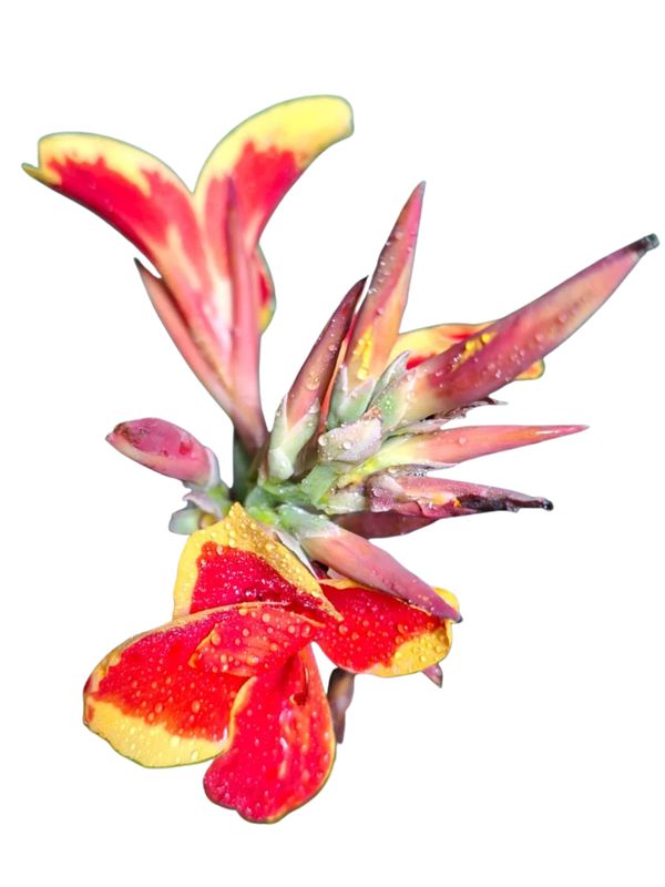 Canna x Generalis Cannova "Canna Red Gold Flame" 4Liter
