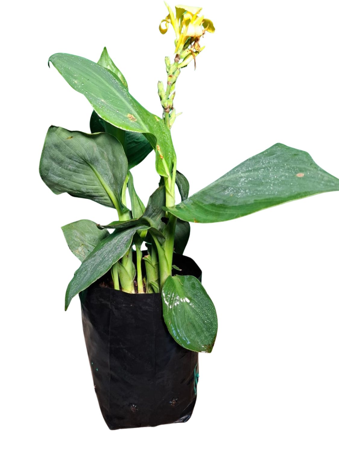 Canna x Generalis Cannova "Canna Yellow" 4Liter Canna x Generalis Cannova "Canna Yellow" 4Liter