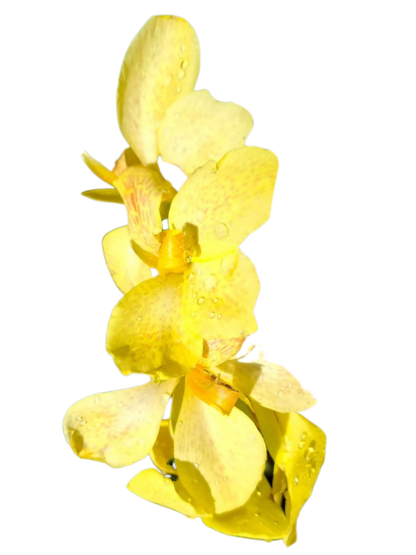 Canna x Generalis Cannova "Canna Yellow" 4Liter