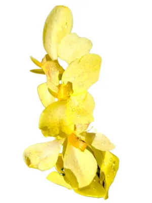 Canna x Generalis Cannova "Canna Yellow" 4Liter