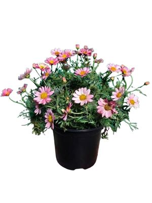 Argyranthemum Frutescens "Go Daisy Simple Coral" 19cmPot Argyranthemum Frutescens "Go Daisy Simple Coral" 19cmPot