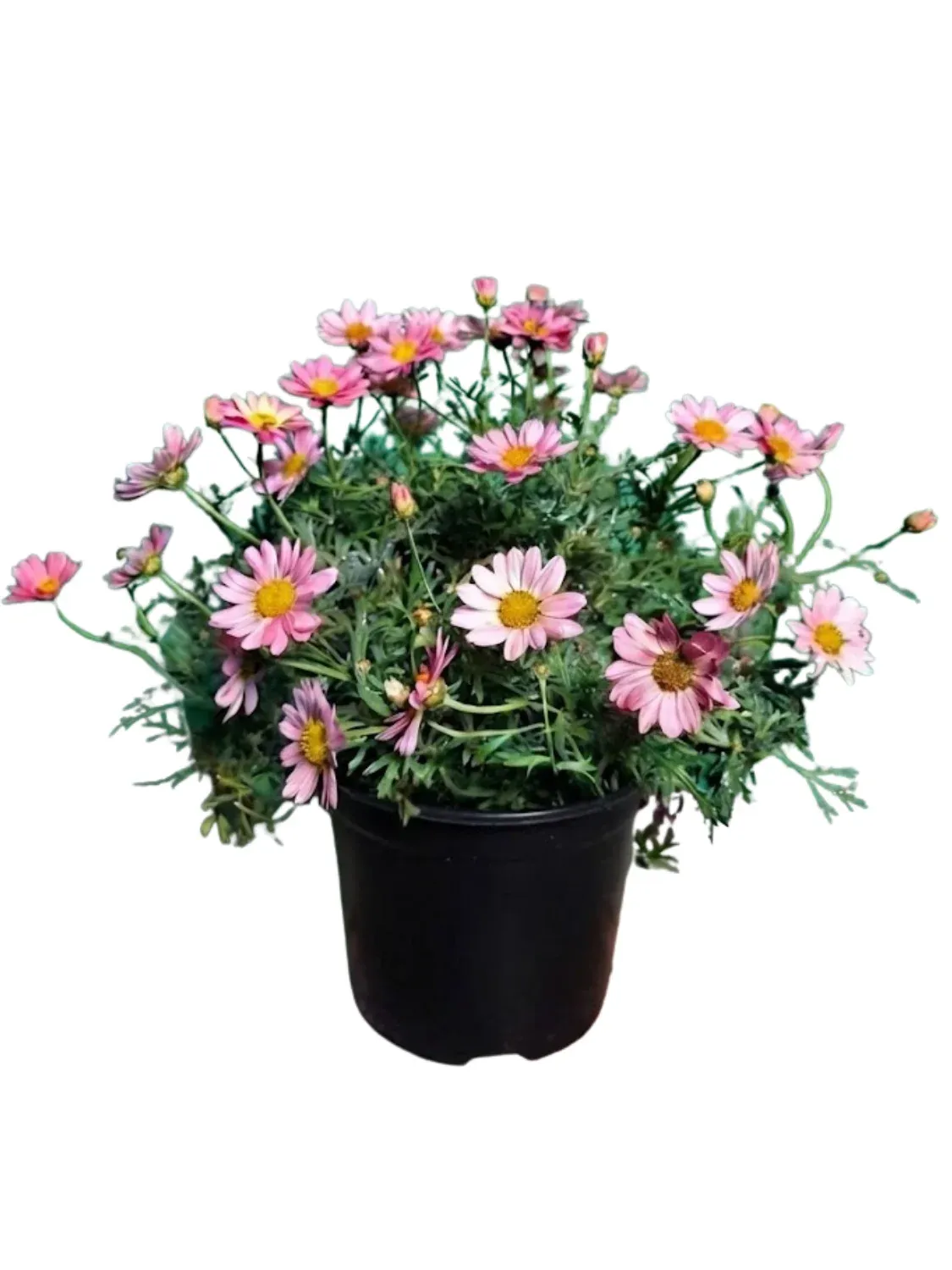 Argyranthemum Frutescens "Go Daisy Simple Coral" 19cmPot