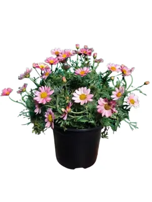 Argyranthemum Frutescens "Go Daisy Simple Coral" 19cmPot Argyranthemum Frutescens "Go Daisy Simple Coral" 19cmPot