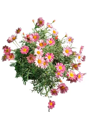 Argyranthemum Frutescens "Go Daisy Simple Coral" 19cmPot