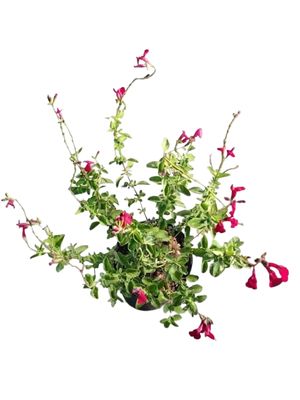 Salvia Greggii "Salvia Puebla Carmine" 17cmPot