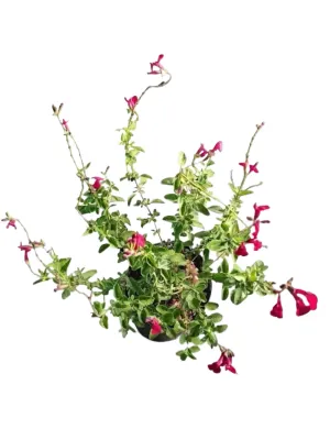 Salvia Greggii "Salvia Puebla Carmine" 17cmPot