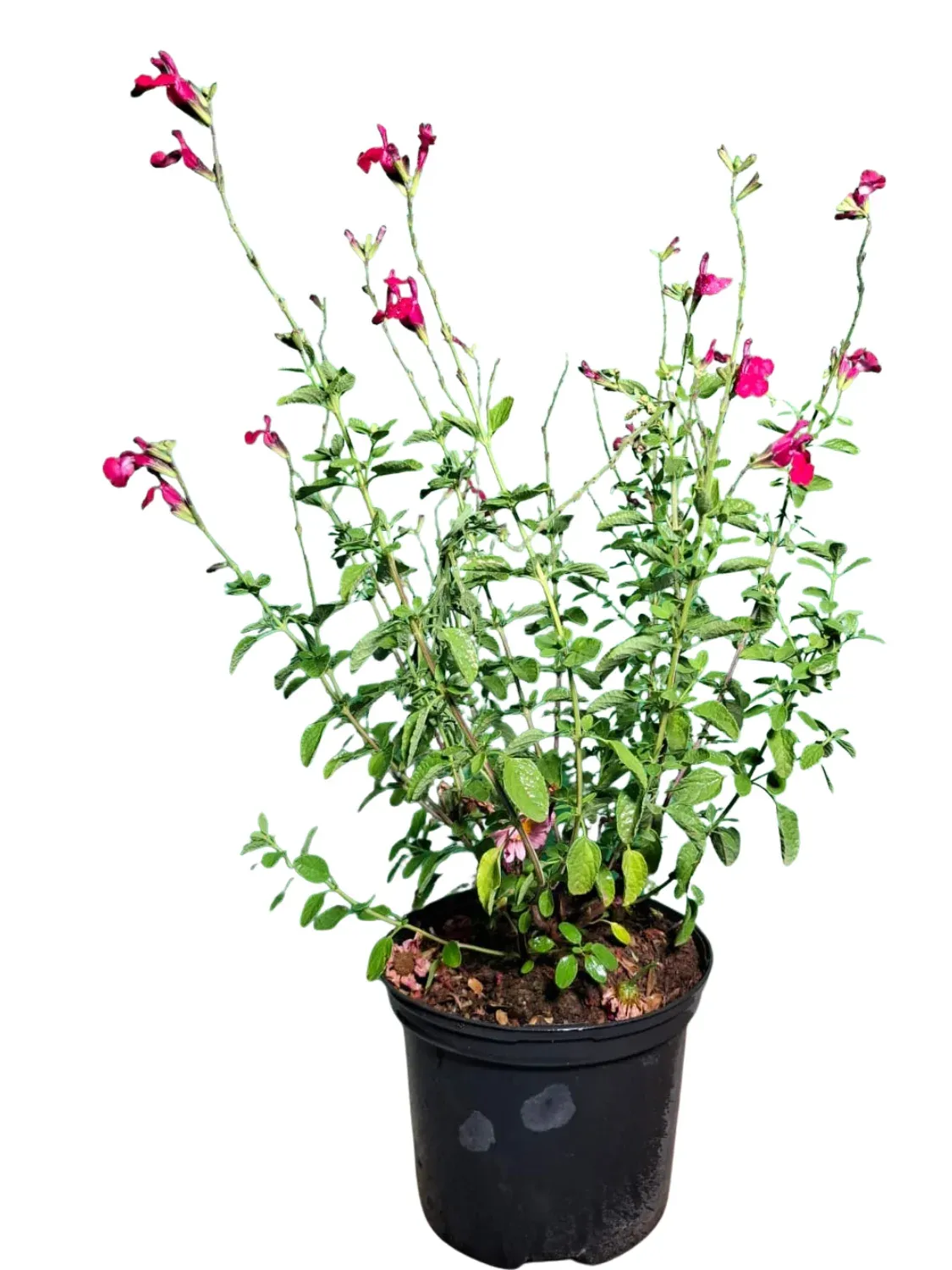 Salvia Greggii "Salvia Puebla Carmine" 17cmPot