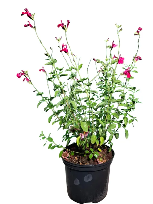 Salvia Greggii "Salvia Puebla Carmine" 17cmPot Salvia Greggii "Salvia Puebla Carmine" 17cmPot
