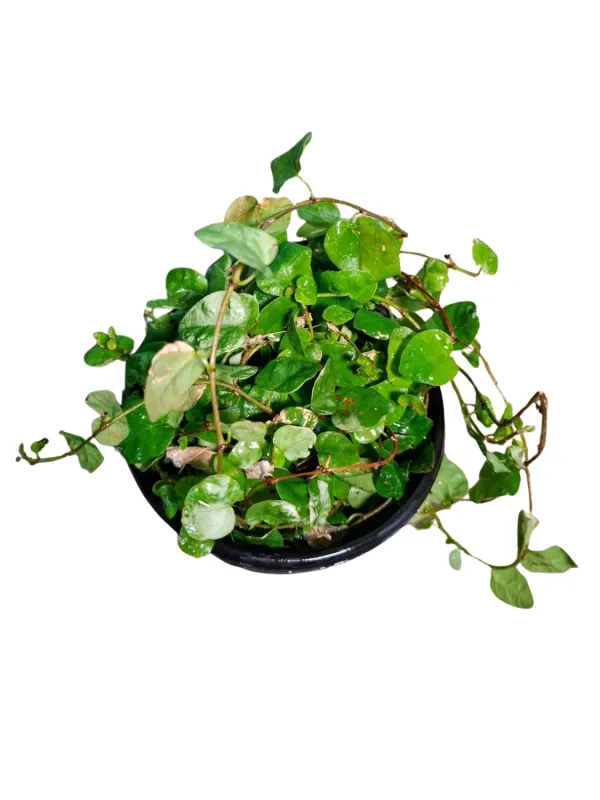 Ficus Pumila "Creeping Fig" 12cmPot