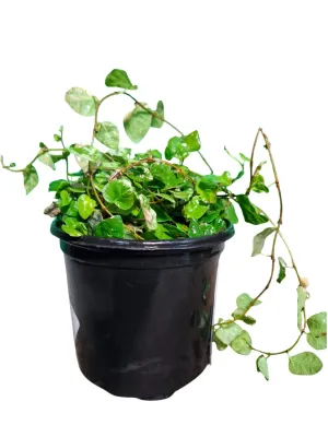 Ficus Pumila "Creeping Fig" 12cmPot