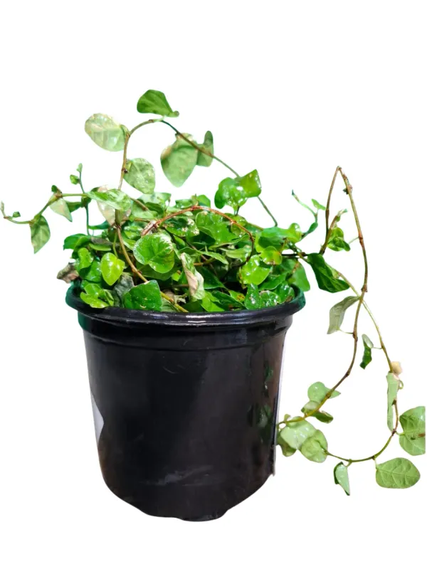 Ficus Pumila "Creeping Fig" 12cmPot Ficus Pumila "Creeping Fig" 12cmPot