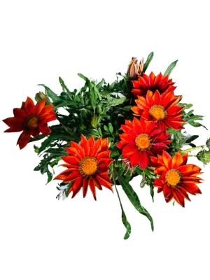 Gazania Krebsiana "Gazania New Day Red Shades" 15cmPot