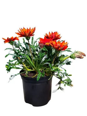 Gazania Krebsiana "Gazania New Day Red Shades" 15cmPot Gazania Krebsiana "Gazania New Day Red Shades" 15cmPot