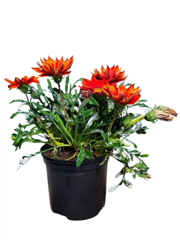 Gazania Krebsiana "Gazania New Day Red Shades" 15cmPot Gazania Krebsiana "Gazania New Day Red Shades" 15cmPot