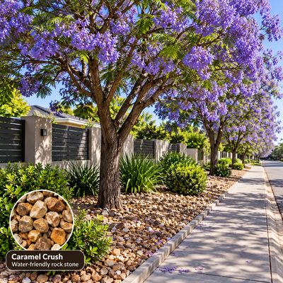 Jacaranda Mimisfolia Tree 20 Litres 2M