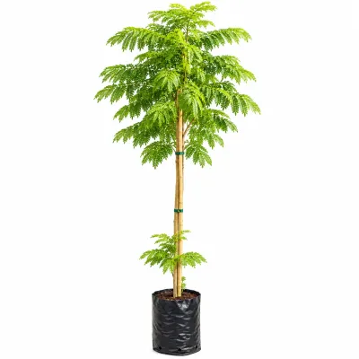 Jacaranda Mimisfolia Tree 20 Litres 2M