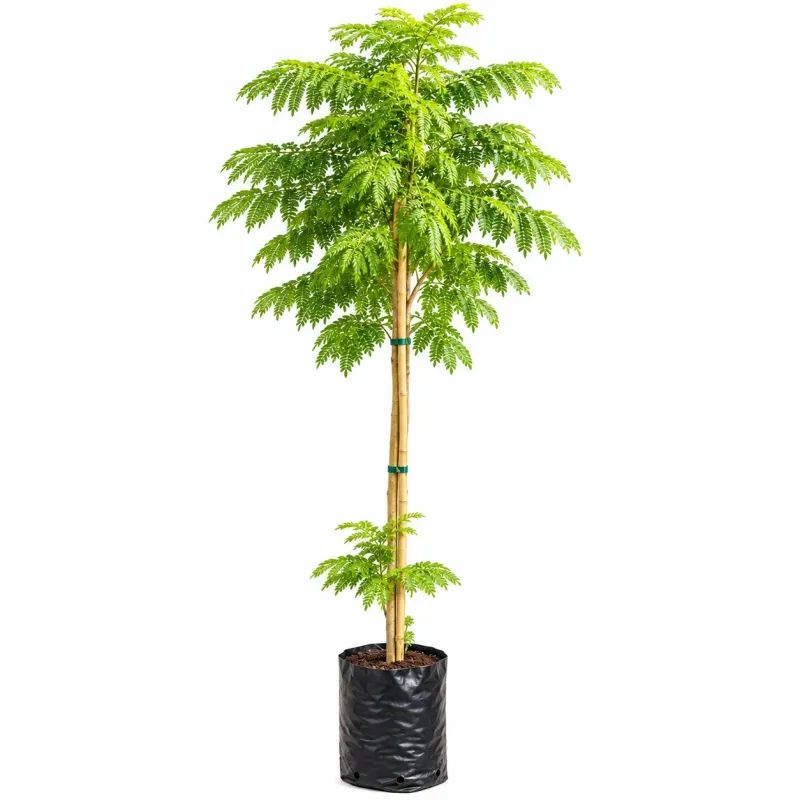 Jacaranda Mimisfolia Tree 20 Litres 2M Jacaranda Mimisfolia Tree 20 Litres 2M