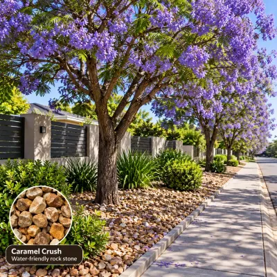 Jacaranda Mimisfolia Tree 20 Litres 2M