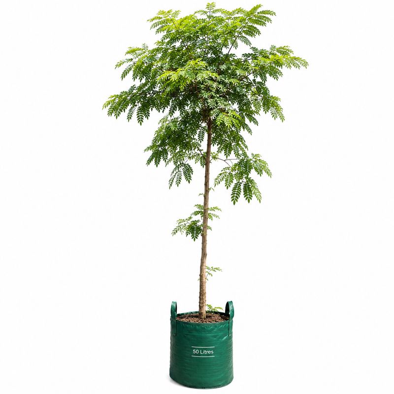 Jacaranda Mimisfolia Tree 50 Litres 2.6 M Jacaranda Mimisfolia Tree 50 Litres 2.6 M