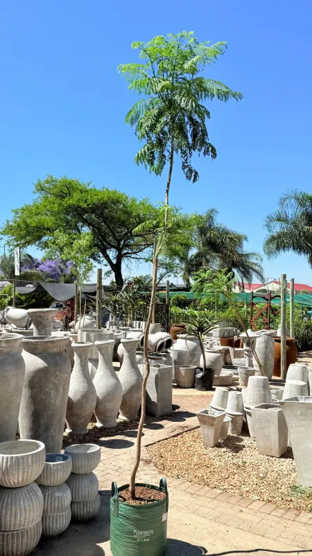 Jacaranda Mimisfolia Tree 50 Litres 2.6 M
