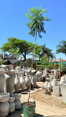 Jacaranda Mimisfolia Tree 50 Litres 2.6 M