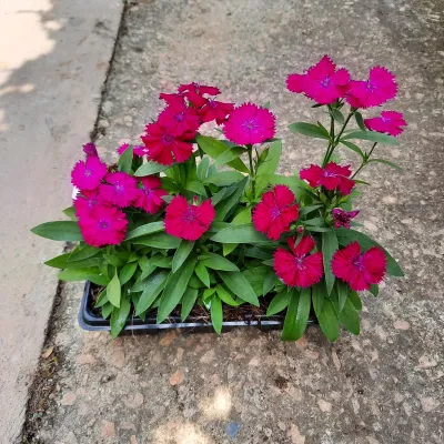 Dianthus Mixed Colours Seedlings 6 Pack