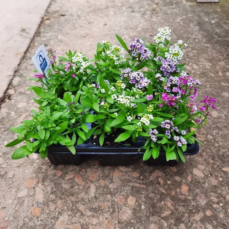 Alyssum Mixed Colours Seedlings 6 Pack