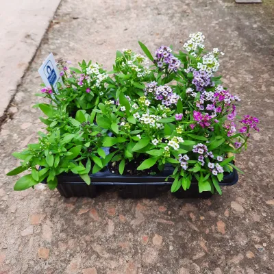 Alyssum Mixed Colours Seedlings 6 Pack