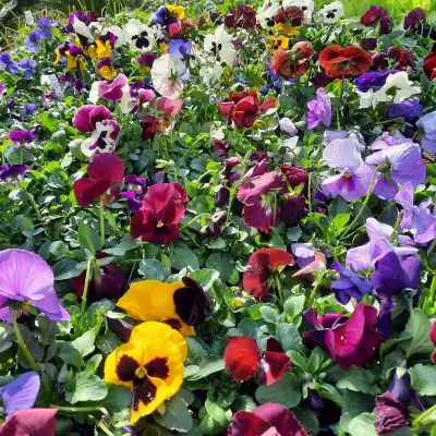 Pansy Mixed Colours Seedlings 6 Pack