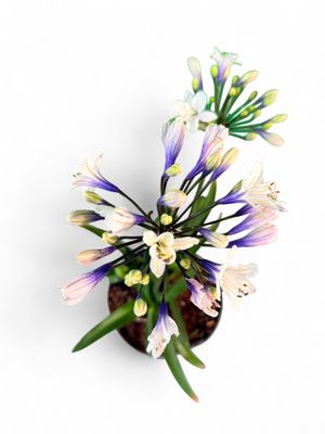 Agapanthus "Twist Again" 19cm Pot (SOME PLANTS NOT FLOWERING YET)