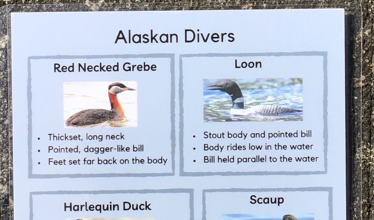 Alaskan Divers And Dabblers