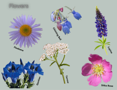 Identification Cards