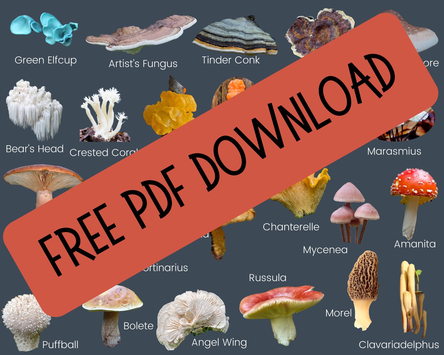 Mushroom ID Page
