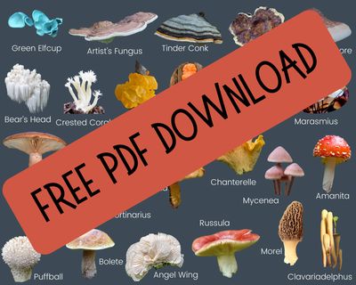 Mushroom ID Page