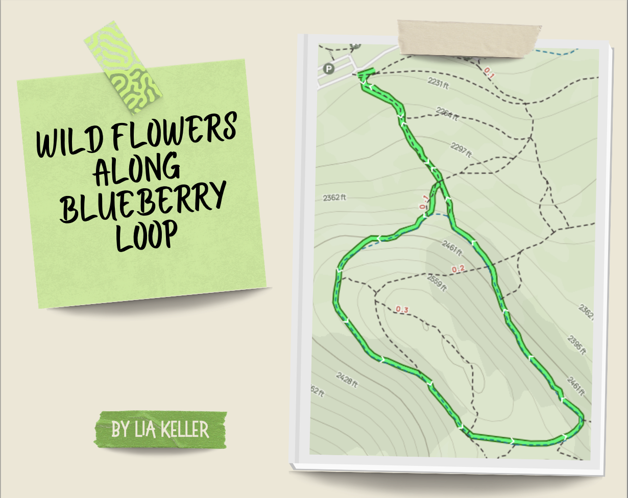 Wildflowers of Blueberry Loop