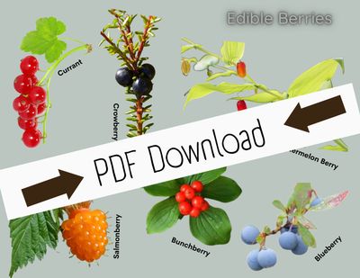 PDF Nature Identification Cards