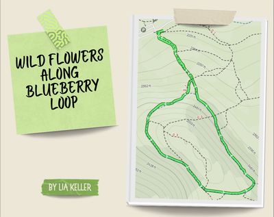 Wildflowers of Blueberry Loop